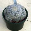 Mammillaria_plumosa